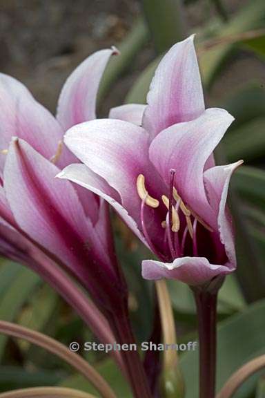 crinum bulbispermum 3 graphic